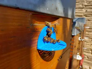 Colored garlic for bees