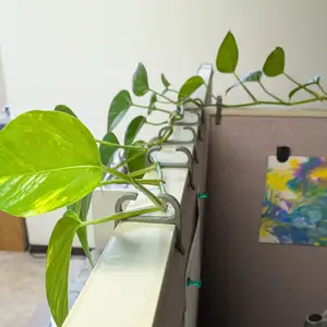 Cubical Wall Plant Hook
