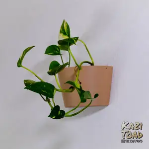 Wall Hanging Planter