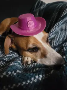 Puppy Cowboy Hat