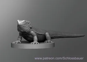 Bearded Dragon