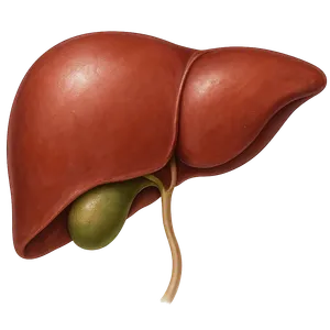 Model jader/ anatomically accurate model of human liver