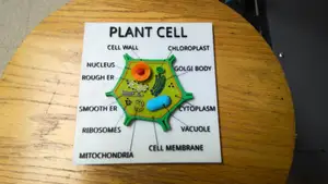 Plant Cell Organells