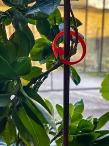 Plant fastening / fixing clips - Pflanzen Befestigungsclips