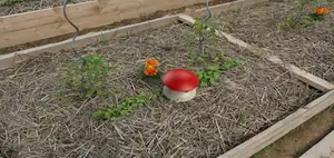Mushroom slug trap / Piège à limaces Champignon