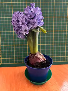 Flowerpot Bowl