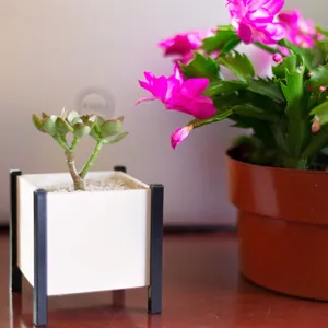 Modern Square Planter Box