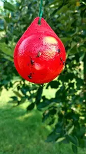 Apple Maggot Trap