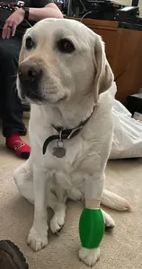 Dog Cuff