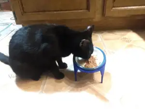 3"-Tall Cat Food Bowl Stand
