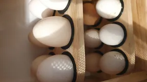 Small Egg Storage Washer