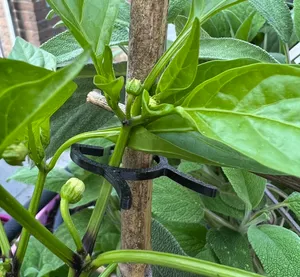 Plant Clips
