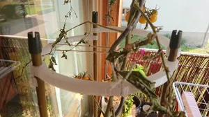 Growth Support Holder