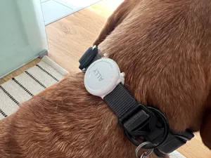 Airtag dog collar mount