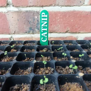 Simple Catnip Plant Label