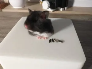 Hamster sandbath for syrian hamster or similar size animals