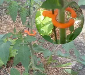Tomato clip on wire or trellis for plants