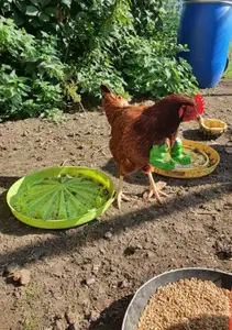 Strongman Hulk Chicken Arms