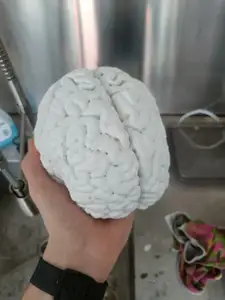 Human brain