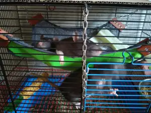 Hammock prosthesis