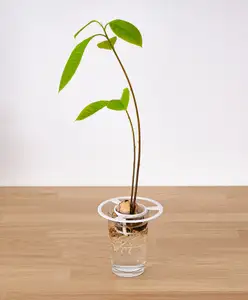 Avocado Seed Starter