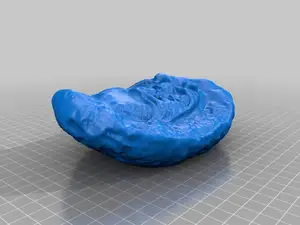 Trilobite Fossil