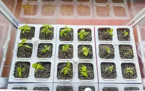 Hydroponic garden