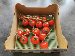 Ventilation Grid for Fruit & Vegetable Storage 180x180 mm
