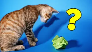 Print in Place - Pet-Puzzle / Cat-Toy / Food dispenser