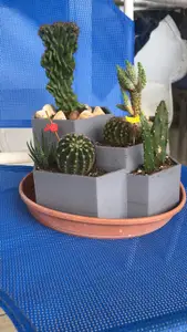 Cactus Pot
