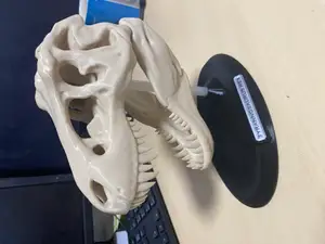 T Rex Skull Display Stand