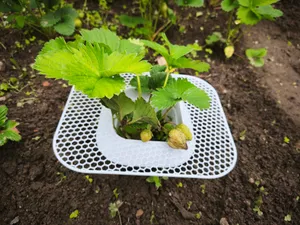 Slug fence with strawberry support - Ochrana proti slimákům s oporou pro jahody