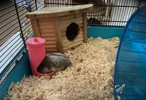 Hamster (rodent) Auto Feeder