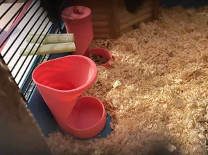 Hamster (rodent) Feeder - Funnel