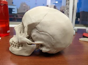 Human skull, anatomically correct - Re-Cut
