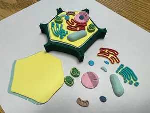 Small Plant Cell Model for Biology