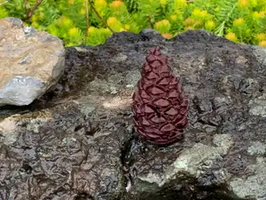 Dog Scent Training Vessel - Pinecone