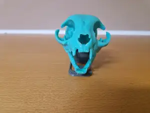 Cat Skull Model (CT Scan Based) with Display Stand