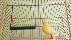Bird swing