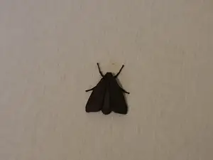Moth prank