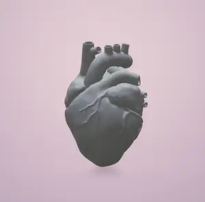 Anatomical Heart