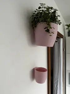 Removable Wall Planter