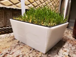 Wheat Grass Container for Guinea Pigs