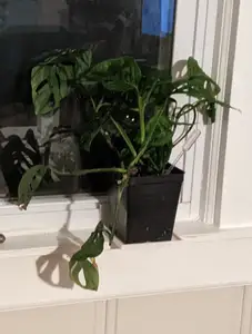4 inch Plant Shelf Window Sill Extension