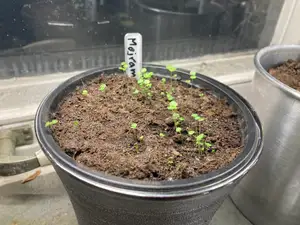 Plant Label Pin
