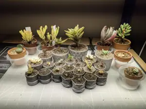 Vase mode plant pots