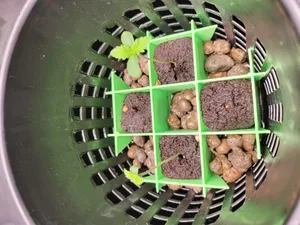 Seedling Separator for 6 inch net pots