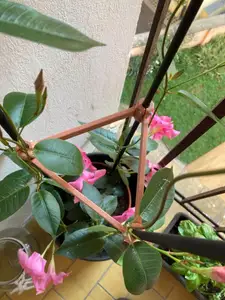 Flower support