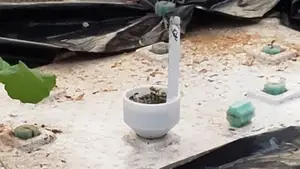 1" Seed Starter for Aquaponics
