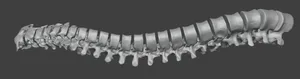 Real Human Spinal column, including cervical, thoracic and lumbar vertebra